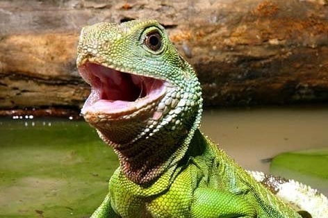 Pillars of Eternity backer beta release date announced