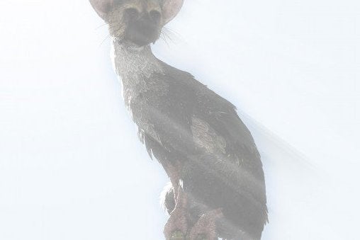 Sony toont The Last Guardian niet om verhaal niet te verklappen