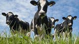 PETA critica mini-jogo de ordenhar vacas de 1-2 Switch