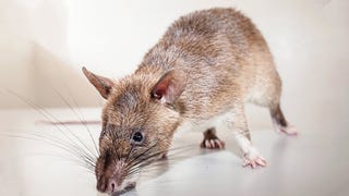 Why researchers are using rats to work out whether there's a link between VR and dementia