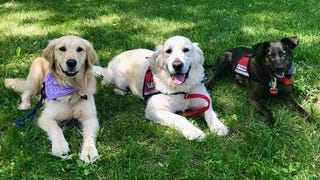 Super Smash Bros. tournament enlists help of therapy dogs to combat performance anxiety