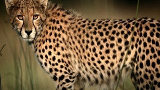 Finally, SimCity gets Cheetah Speed