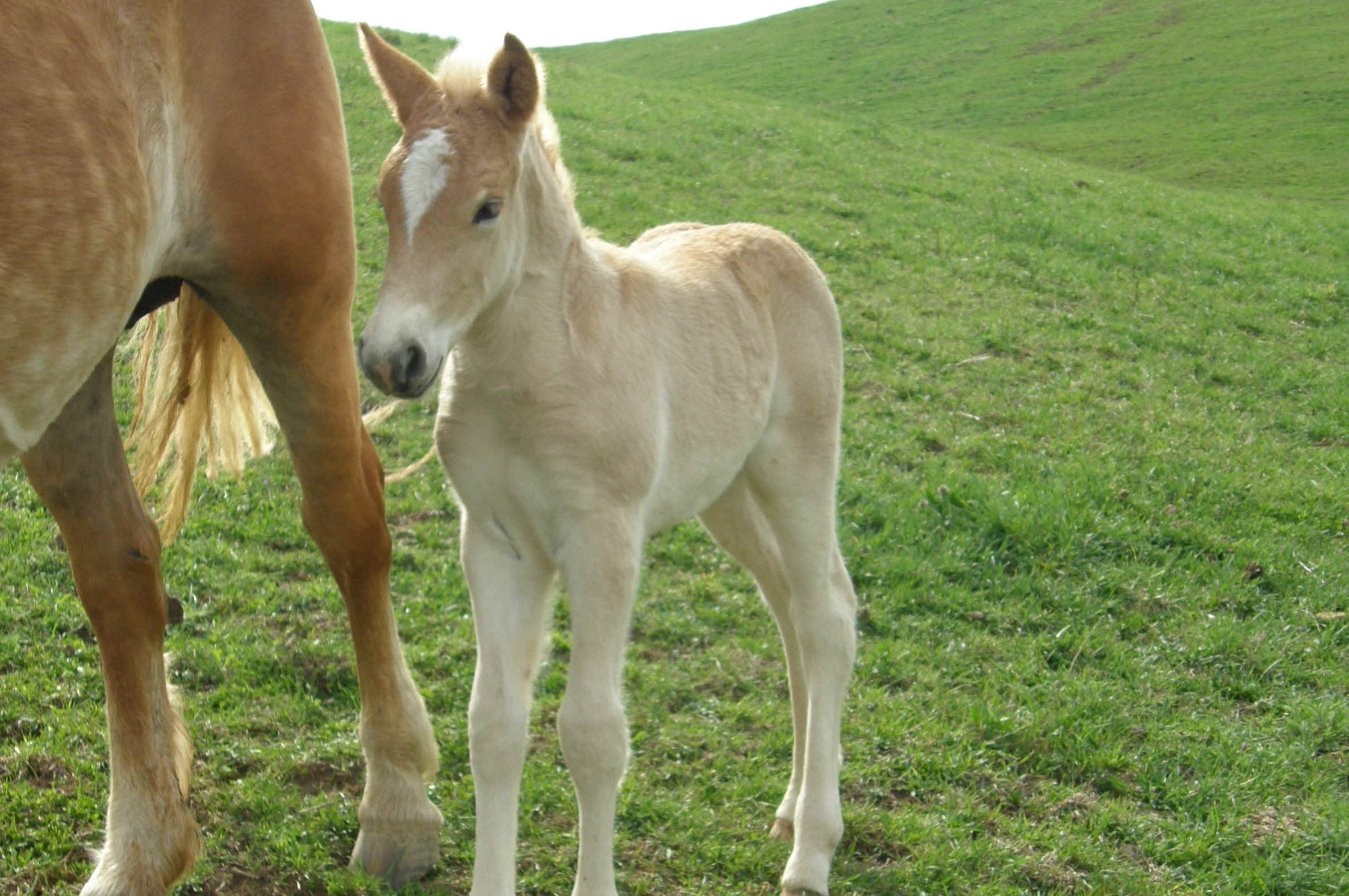 EA refuses to licence guns and war paraphernalia in its action games this year