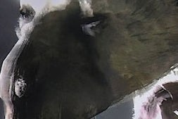 Here is your regular Last Guardian update