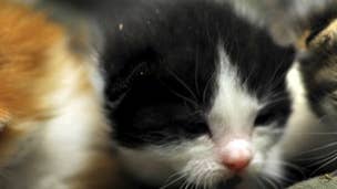 Publisher apologises for arguably tasteless kitten death promo