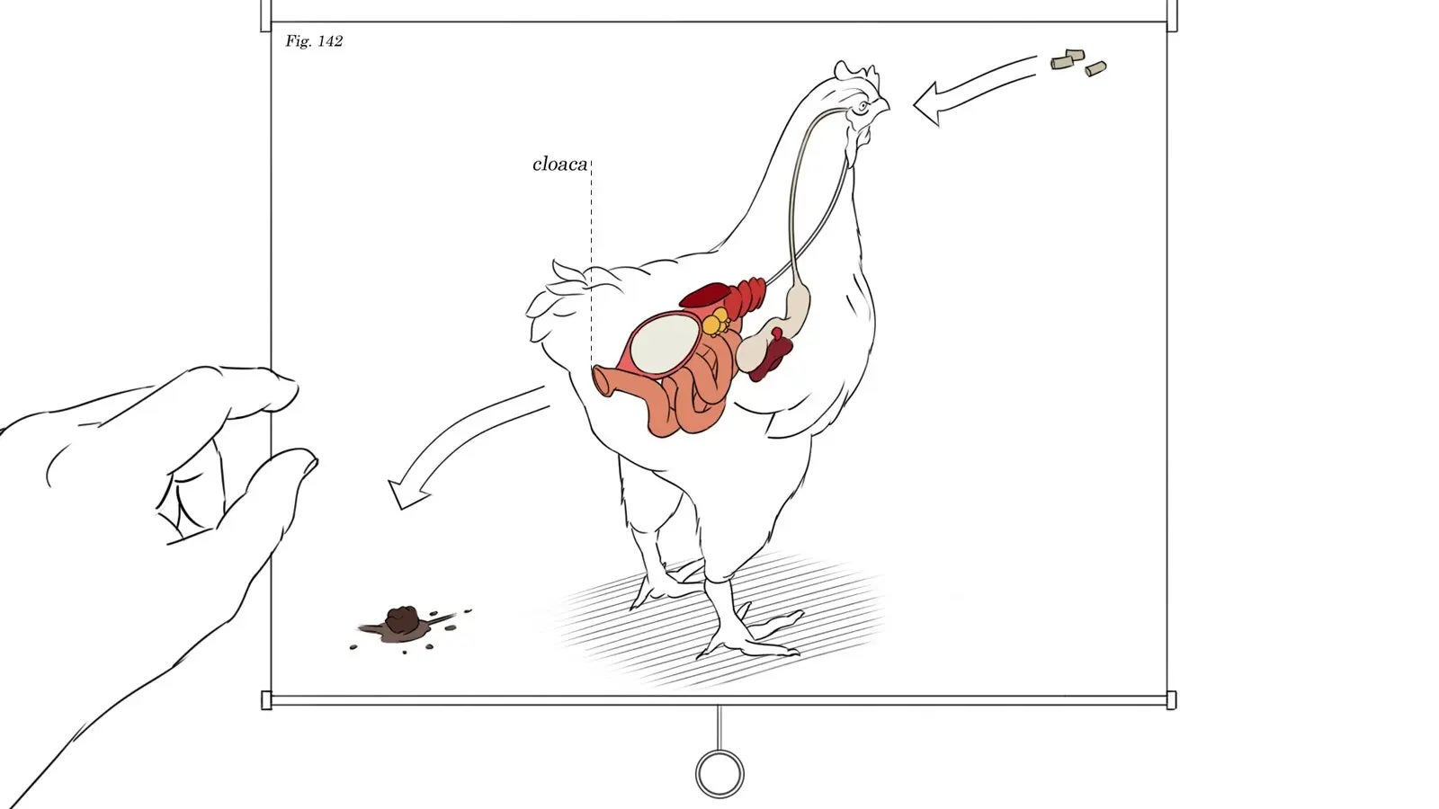 A diagram of a chicken's eating and excretion, from a Giant Sparrow game concept art - 3