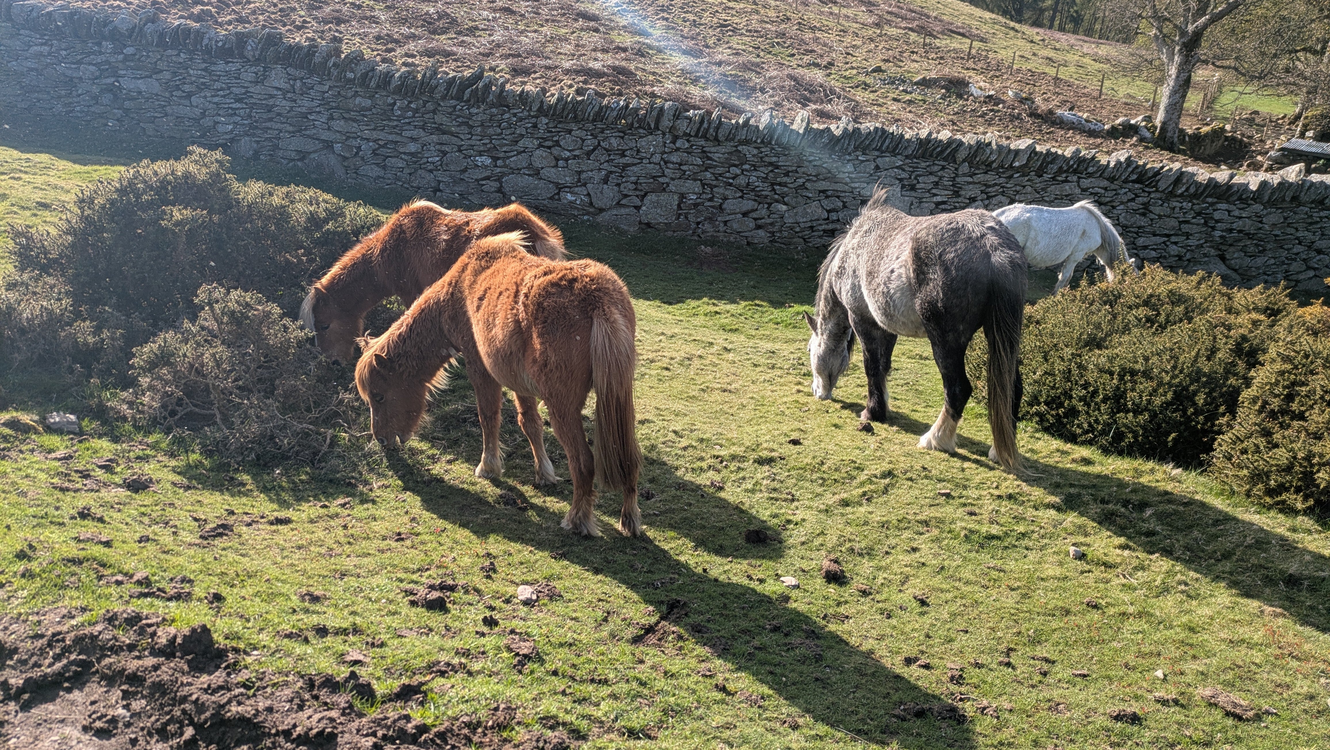 Some nice wild ponies by a wall, eating grass.