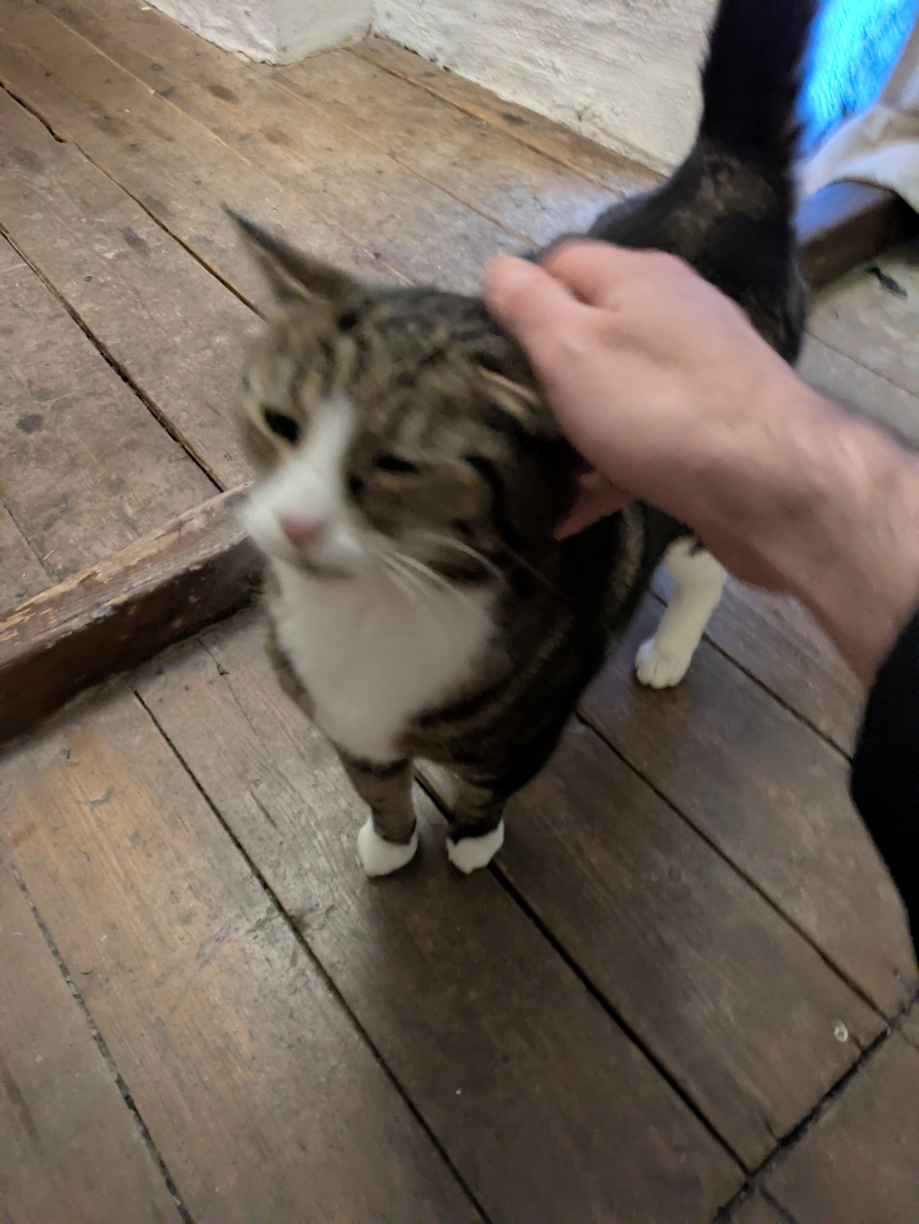 A tabby cat with a white bib and nose having his head stroked.