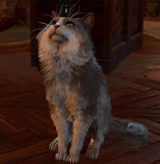 BG3 cat NPC His Majesty with a thick fur coat
