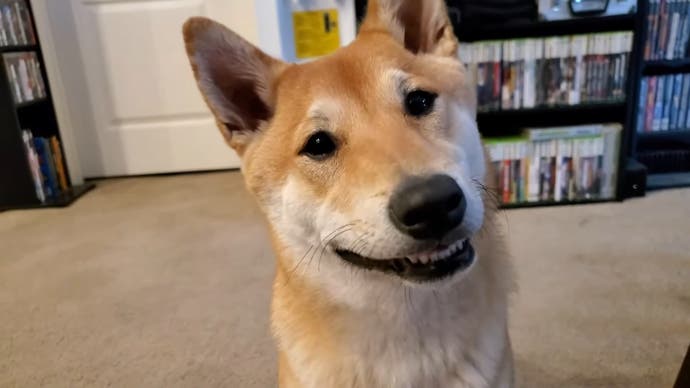 A Shiba Inu smiles at the camera