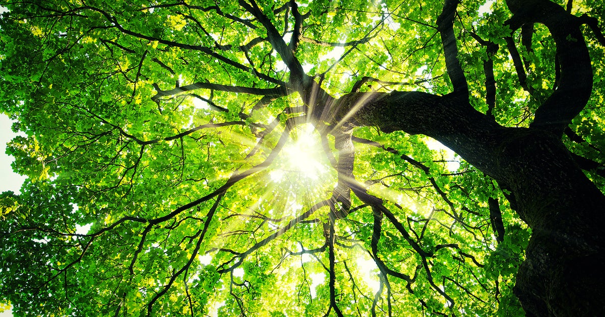 What we've been playing - "I started with maple trees behind the bank"