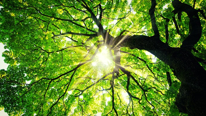 What we've been playing - "I started with maple trees behind the bank"