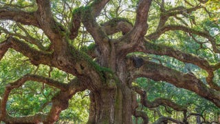 A photograph of an old tree with thick, twisted branches spidering out in every direction. It would be a perfect tree to climb.