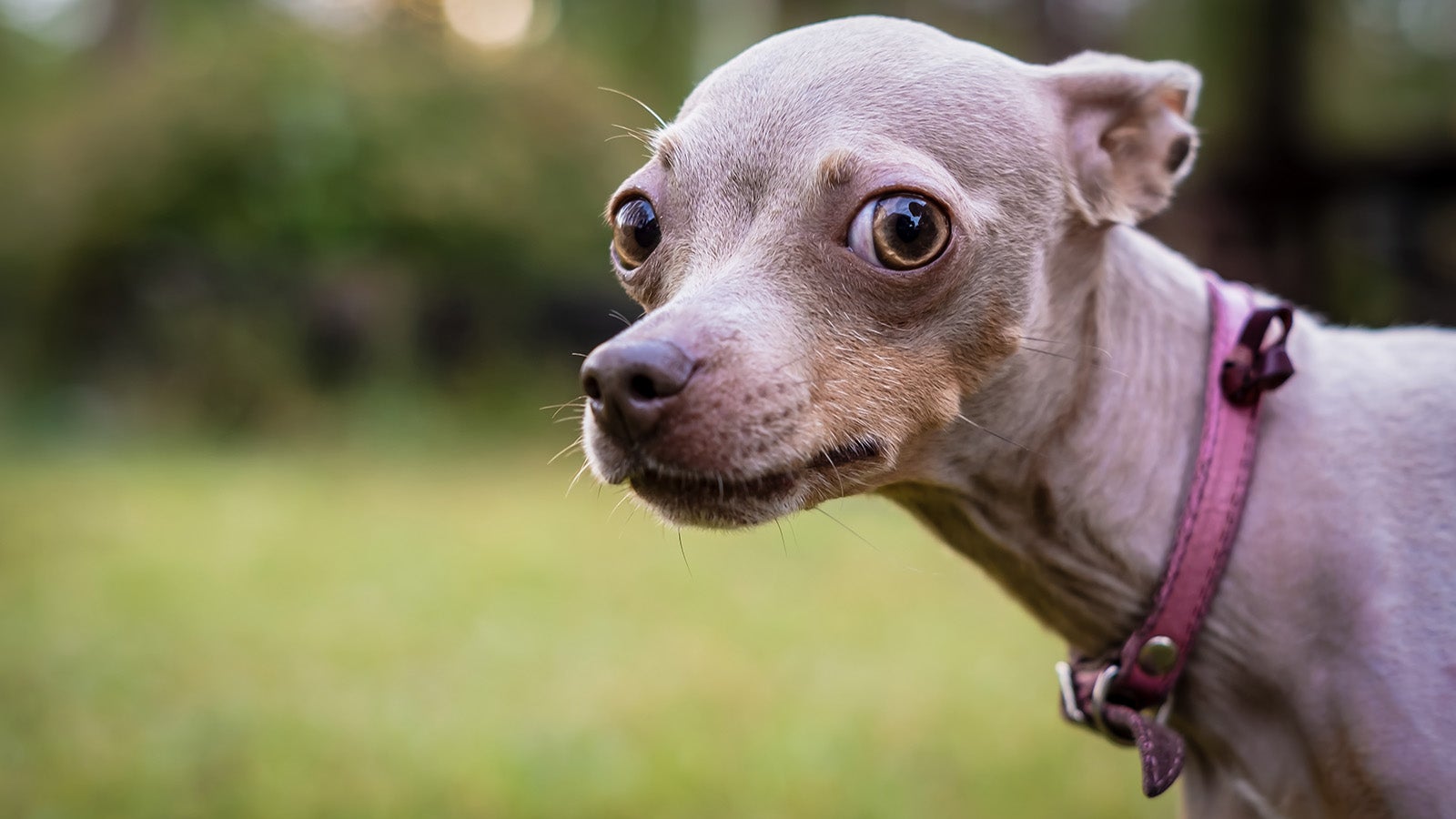 O que estamos jogando - "Ajude-me, por favor, tenho pets para alimentar"
