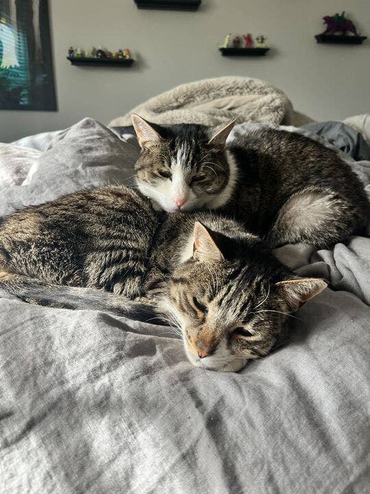 It's two good kitties.