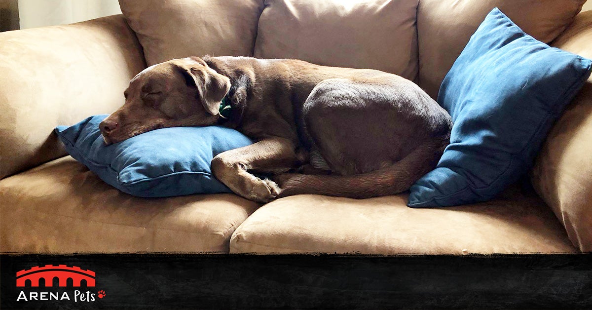 Another round of pet pics to make your day better | GamesIndustry.biz