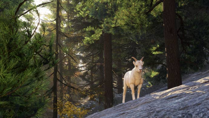 A sheep, in a pine forest, standing at a slight slant, in MS Flight Sim 2024.
