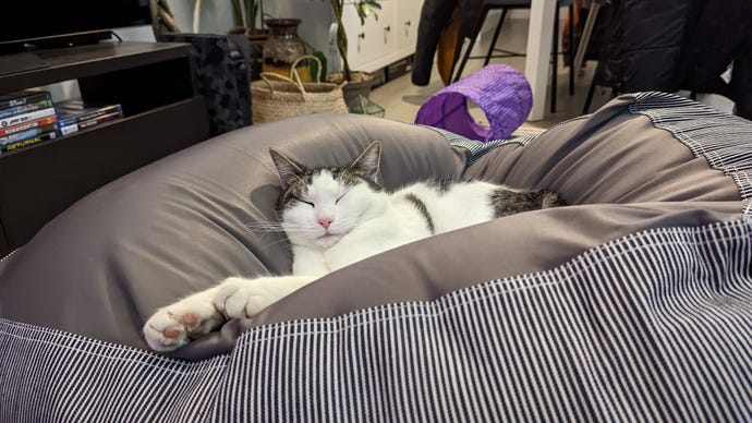 A white cat called Dian Dian reclines on a bean bag.
