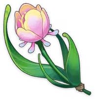 Flower with a large green steam and light pink petals.