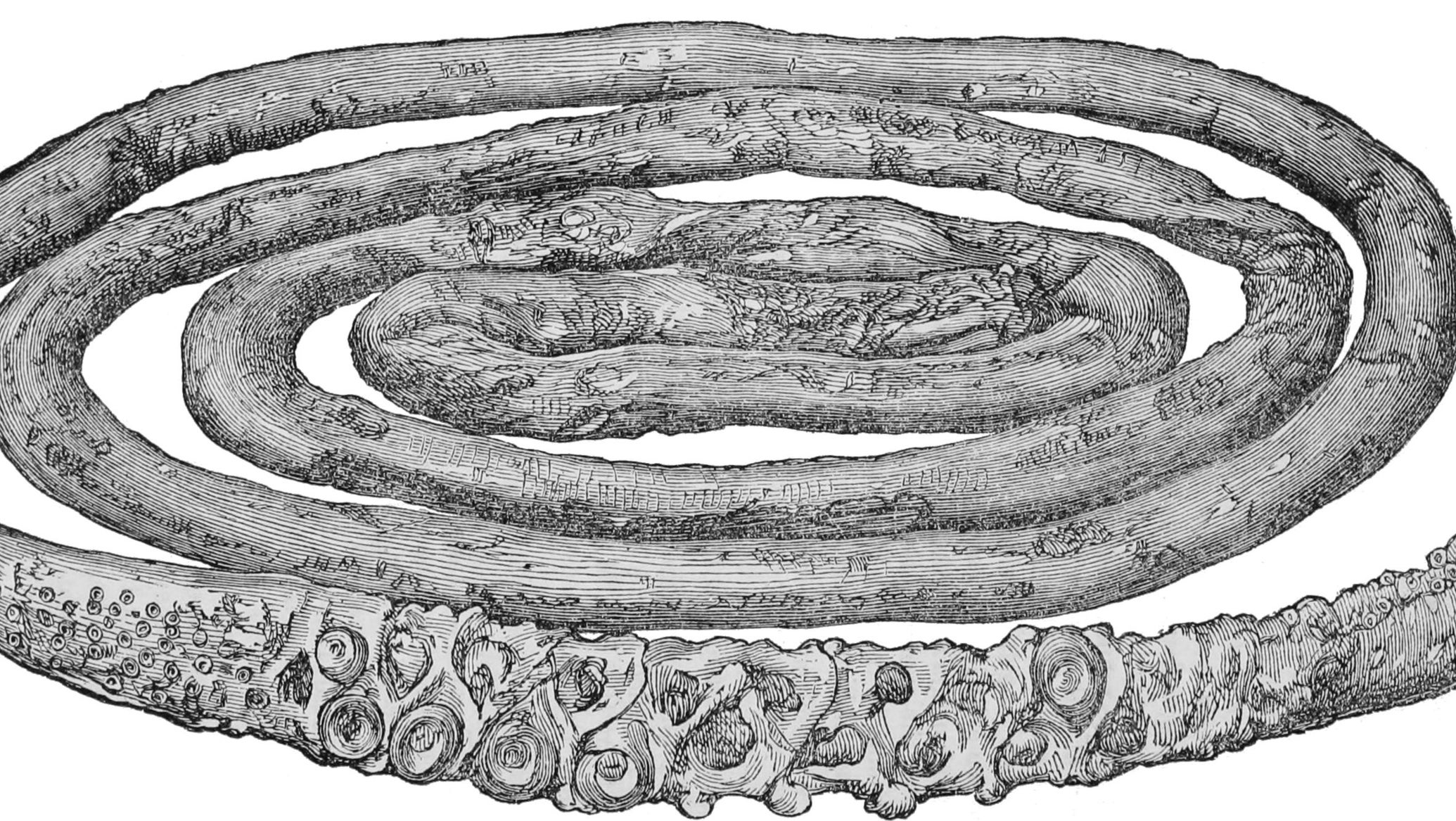 The 19-foot tentacle of a giant squid (Architeuthis sp.), hacked off a living animal on 26 October 1873 - 1