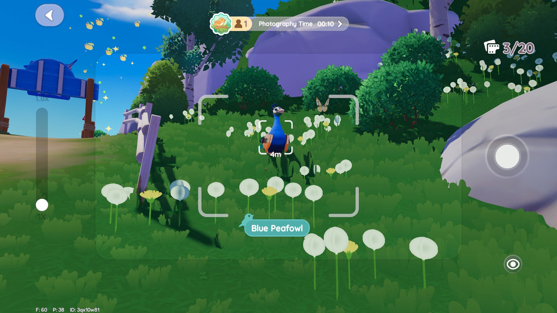 The player scans a Peafowl during a Birdwatching event in Heartopia.
