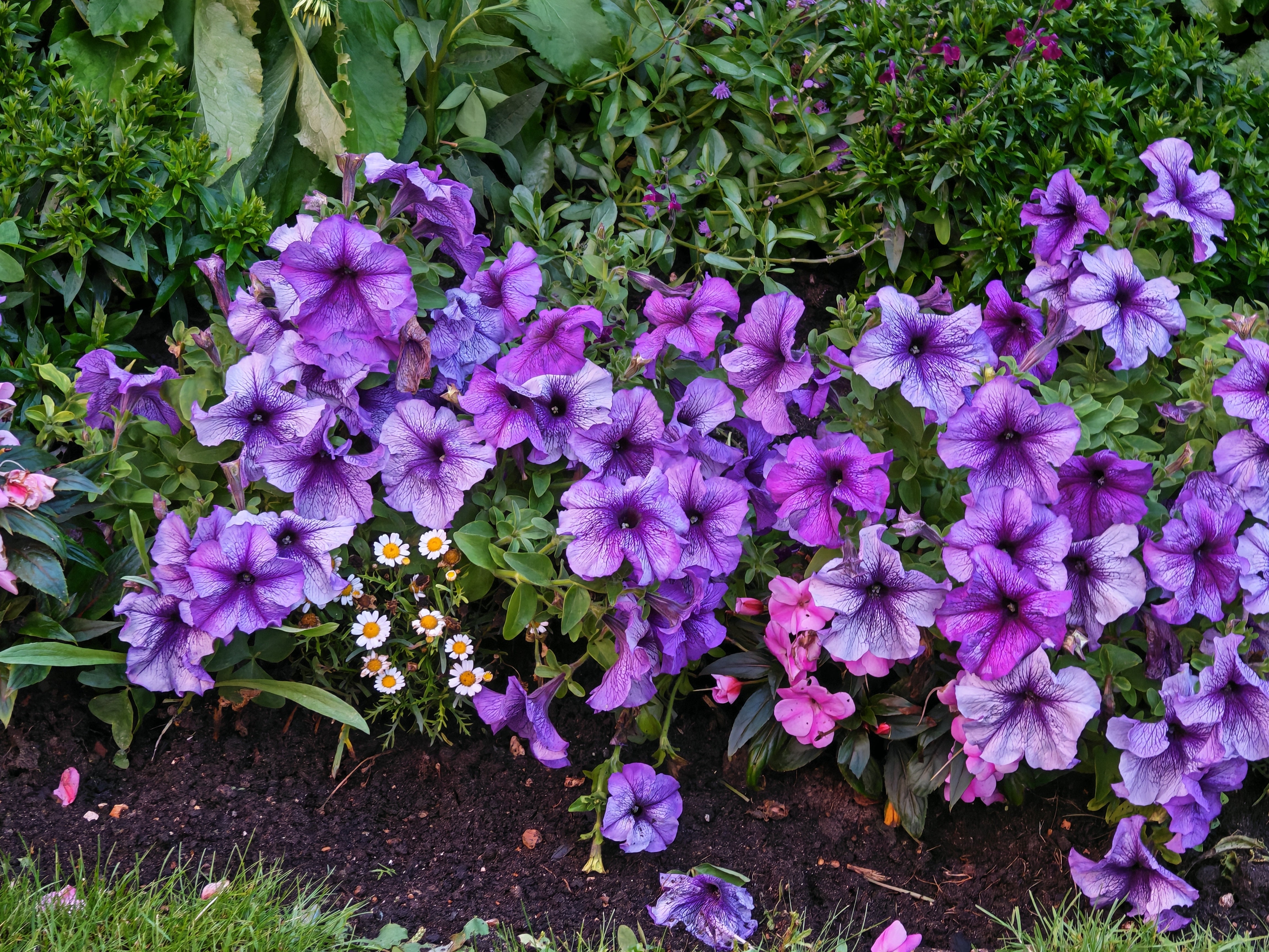 Closeup of purple flower