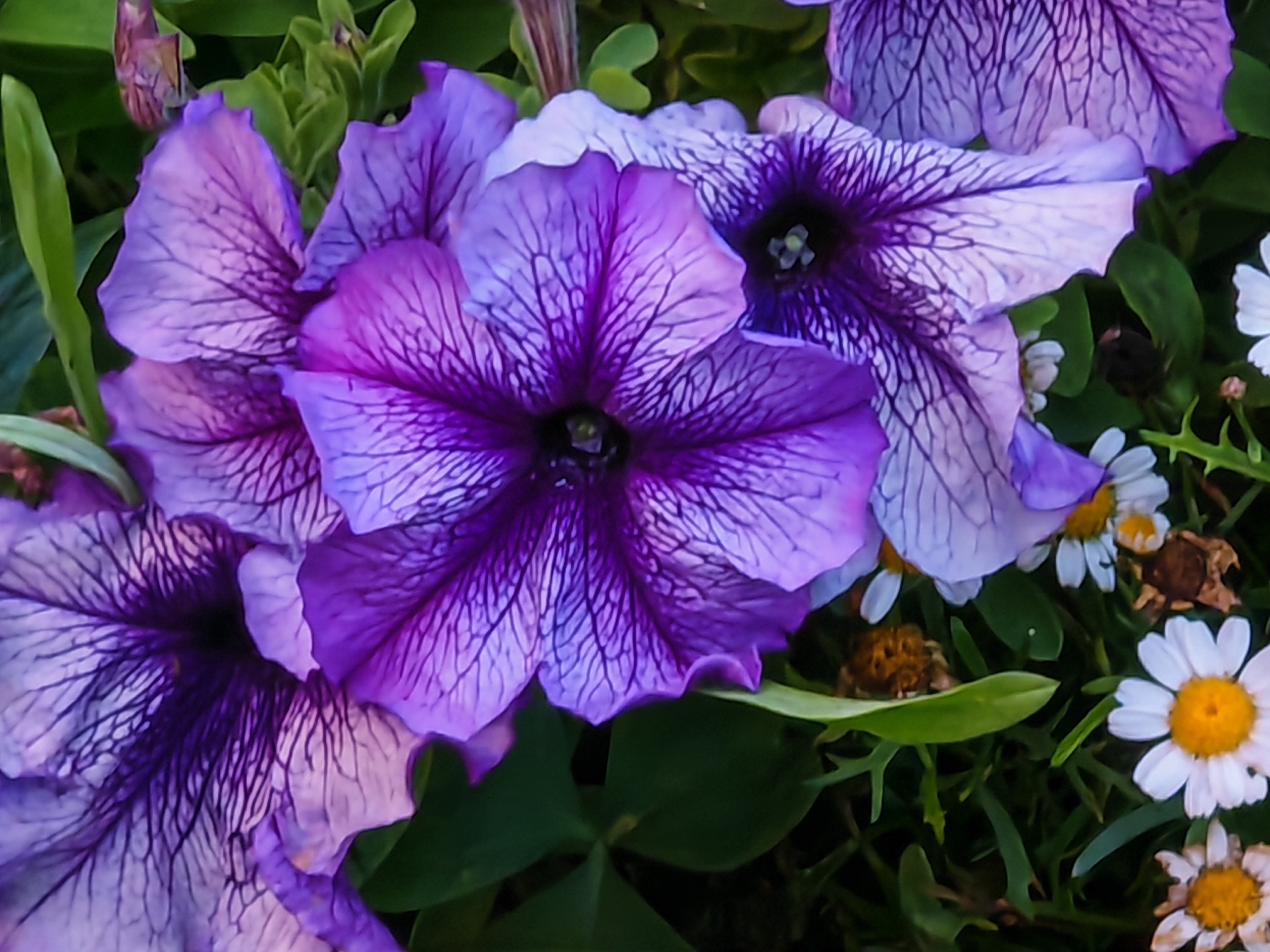 Closeup of purple flower