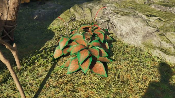 Paradisan Ladder growing in the wild in Avowed.