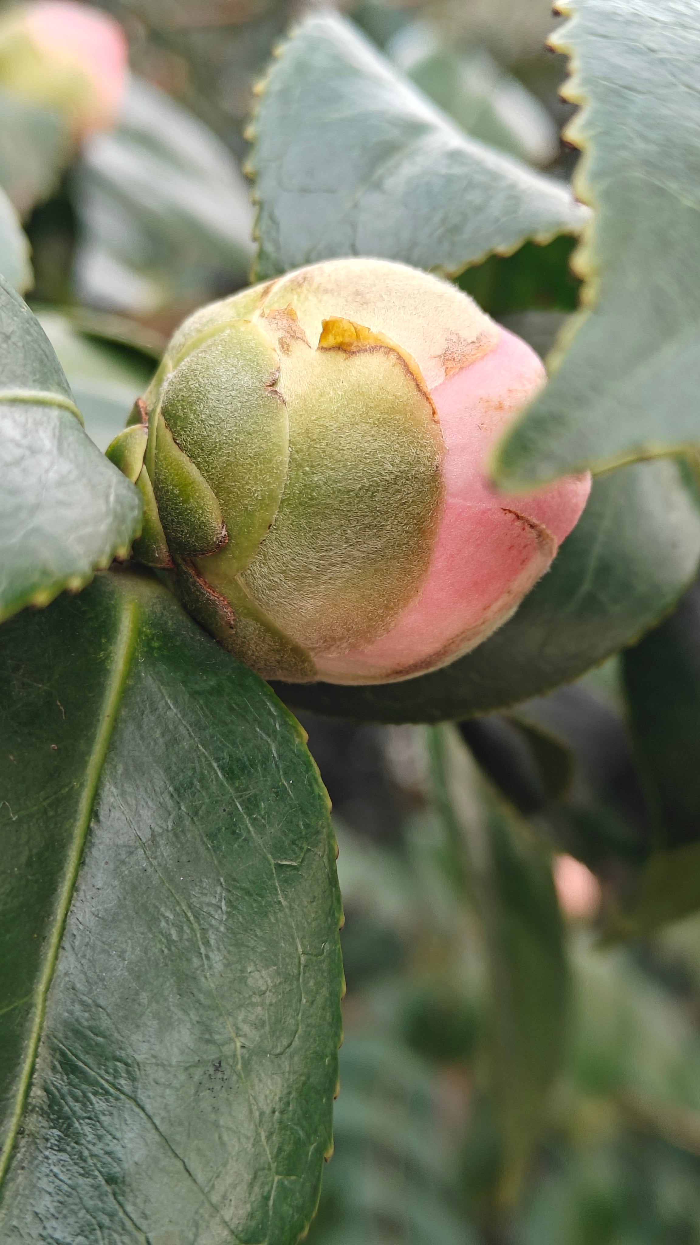 oneplus 12 camera sample - macro