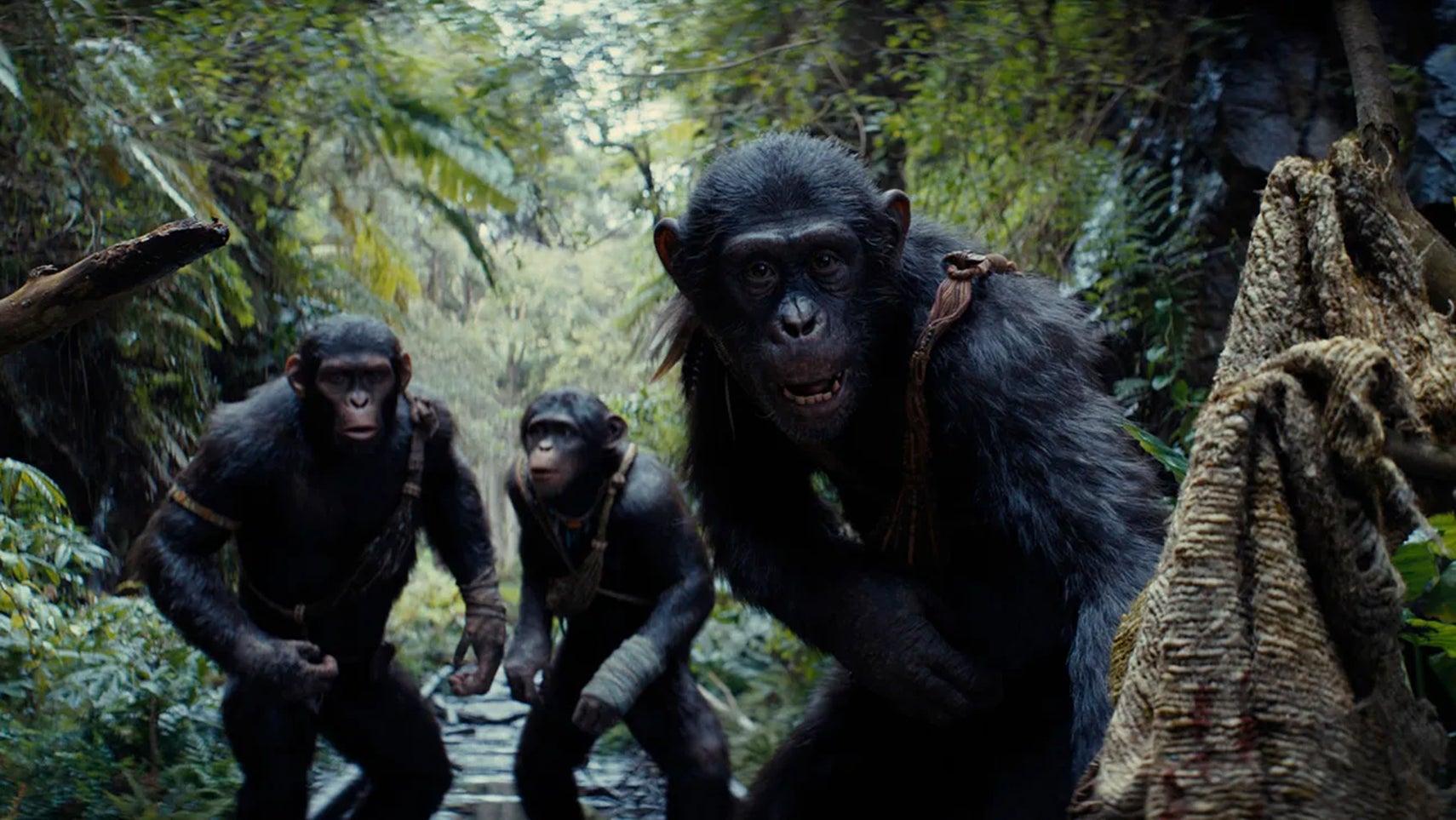 Kingdom of the Planet of the Apes (2024) - 1