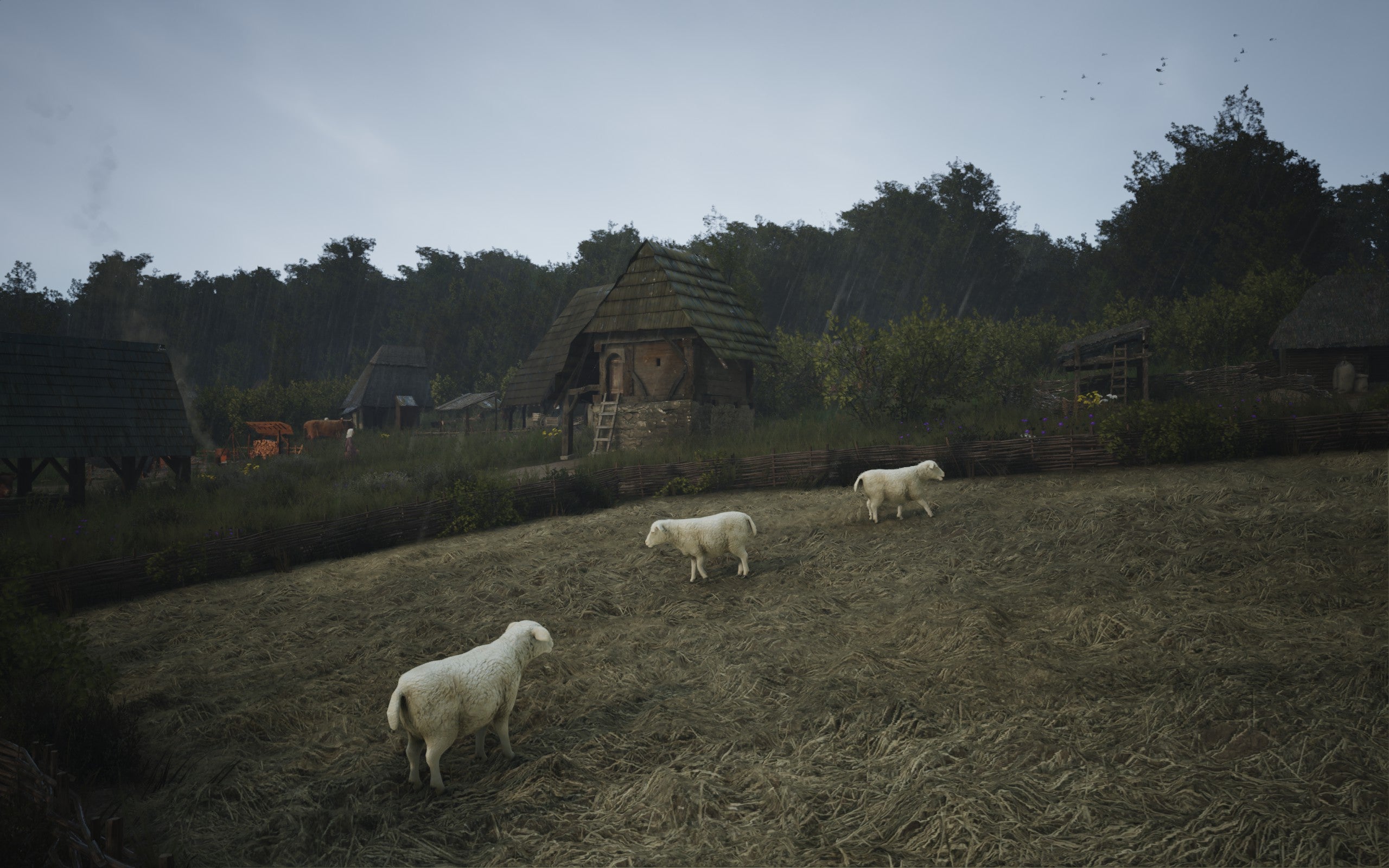 Sheep wander the fields in the rain in Manor Lords