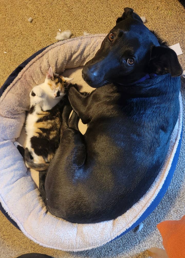 It's a good kitty and a good dog, sharing a pet bed.