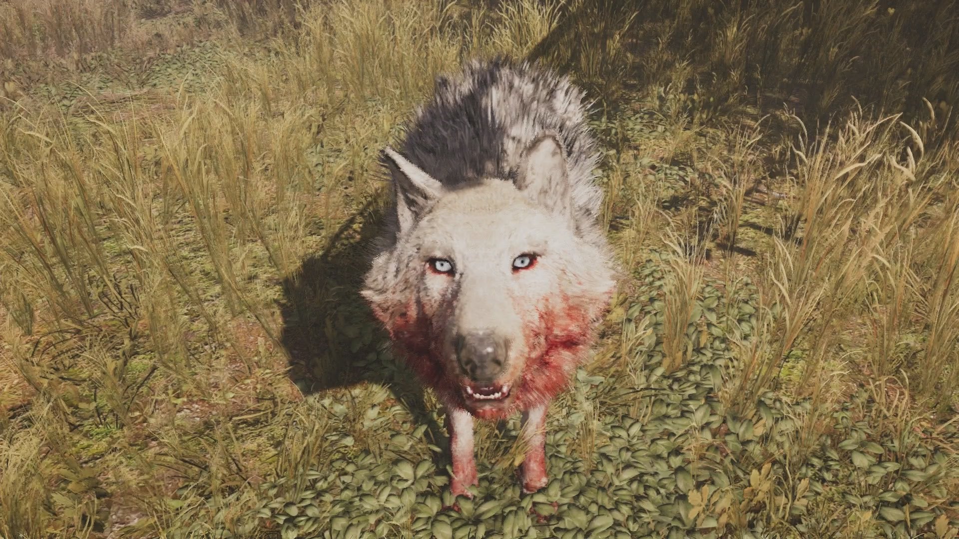 Far Cry Primal Beast Master Hunt - The Snowblood Wolf