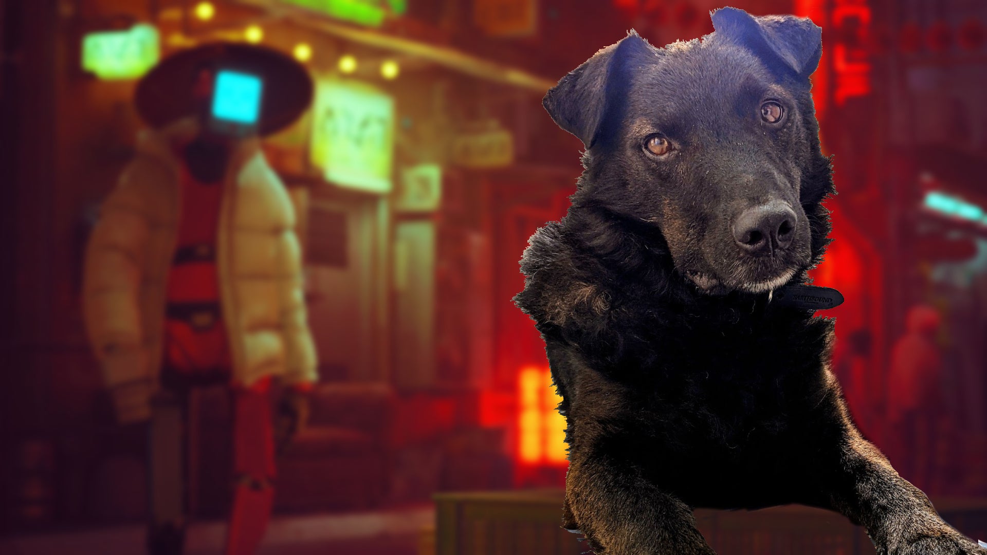 Let's be honest, Stray would have worked much better with a dog