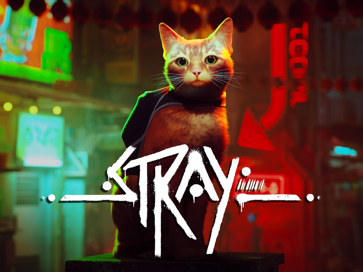 Stray feline online