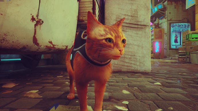 A close-up of Stray’s playable ginger tabby cat.