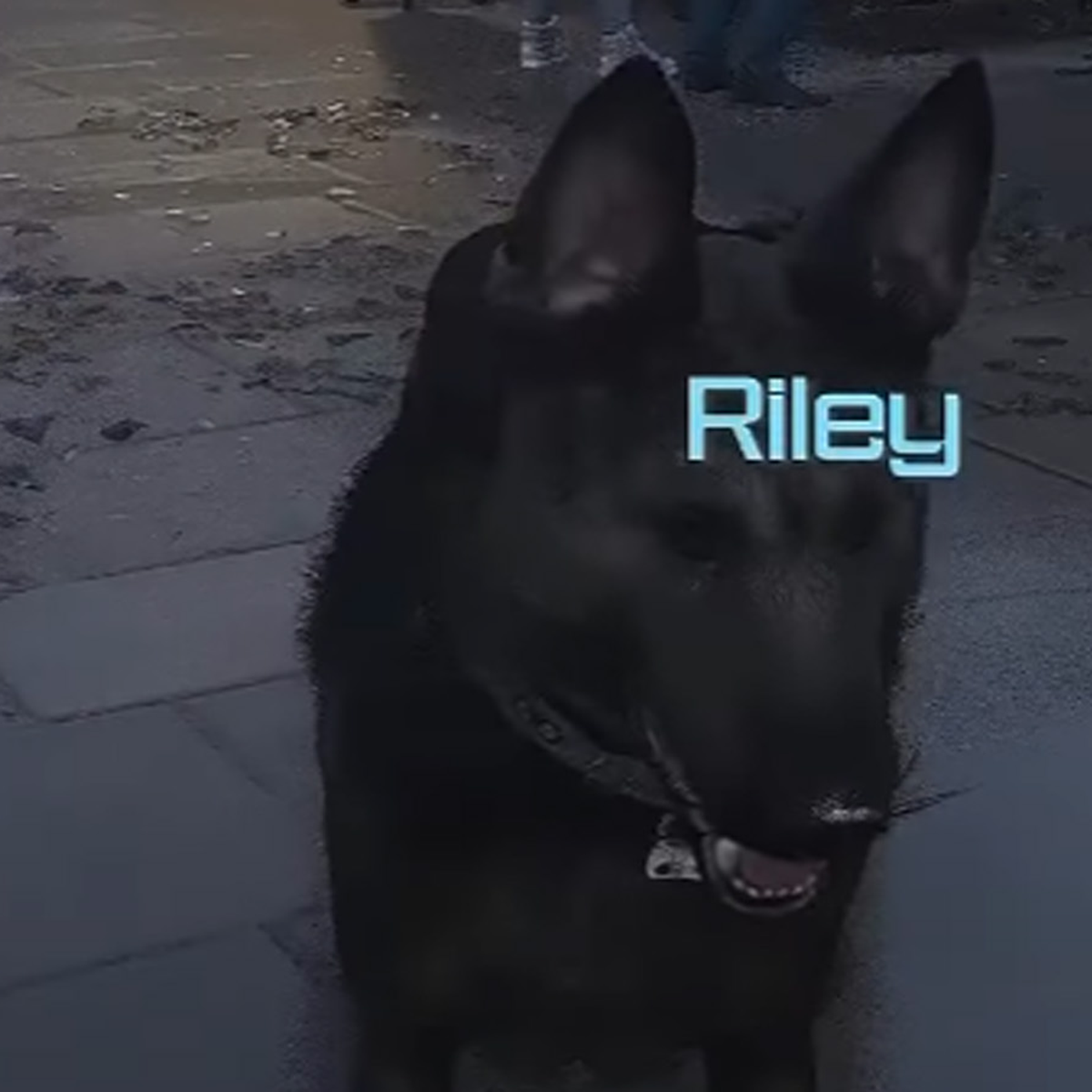 Codm Riley Dog Call Of Duty Spoken Riley Hond