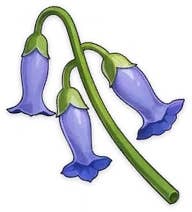 Menu view of the Violetgrass material in Genshin Impact.