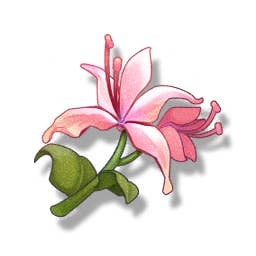 Menu view of the Pecok Flower material in Wuthering Waves.