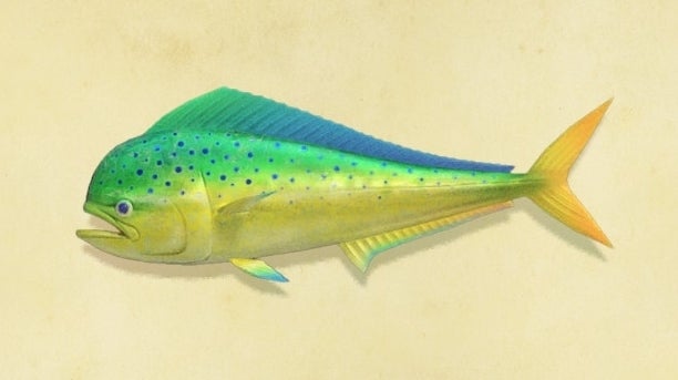 Animal Crossing New Horizons goudmakreel: Hoe goudmakreel vangen en waar is de pier