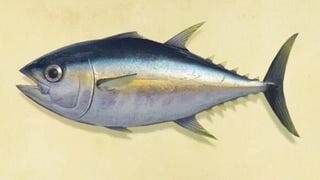 Animal Crossing New Horizons tonijn: Hoe tonijn vangen en waar is de pier