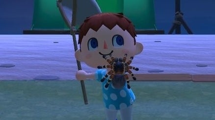 Animal Crossing New Horizons vogelspinnen: Zo vang en spawn je vogelspinnen