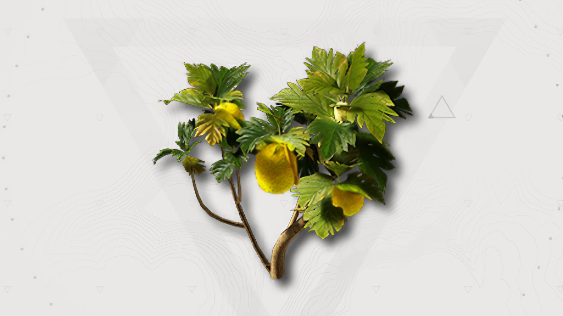 A screenshot of a Citrome in Arknights Endfield, as shown in the database entry for the fruit. - 1