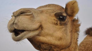 Assassin's Creed Origins leak reveals ridable camels