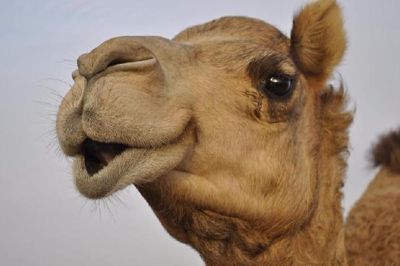 Assassin's Creed: Origins onthuld