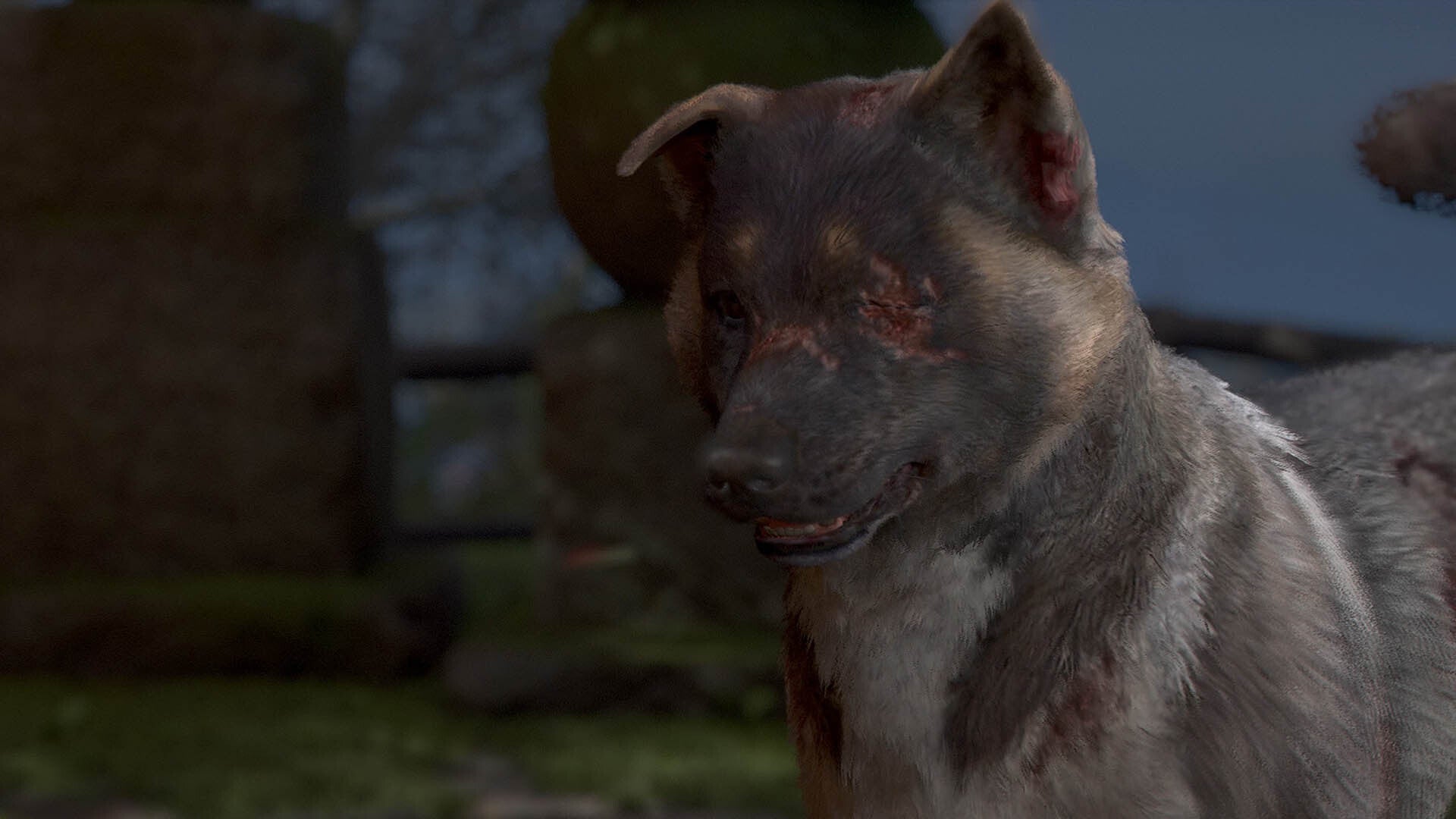 assassins creed shadows tsuki maru dog