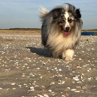 perryvanderwilk avatar