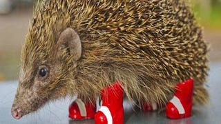 SEGA helps raise awareness of hedgehog decline in UK