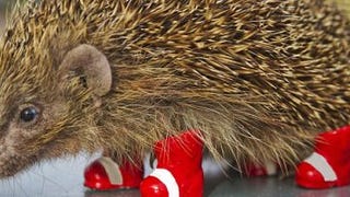 SEGA helps raise awareness of hedgehog decline in UK