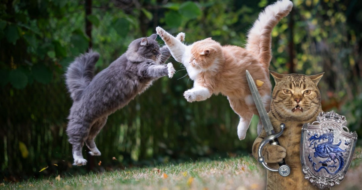 A picture of two cats leaping into the air to battle each other, while a cat, overlaid, holds a sword and shield and looks angry.